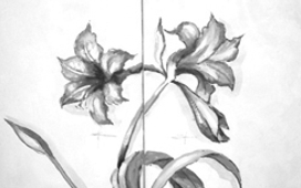Decoro Floreale